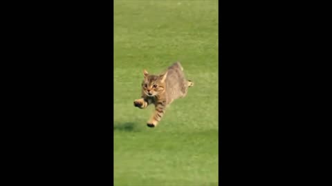 Excellent Running of a Cat