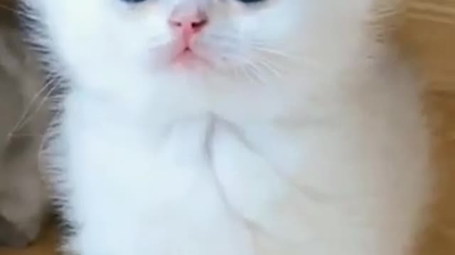 🤩🤩 cute cat video 😍😍