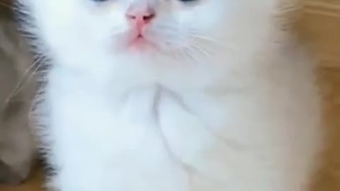 🤩🤩 cute cat video 😍😍