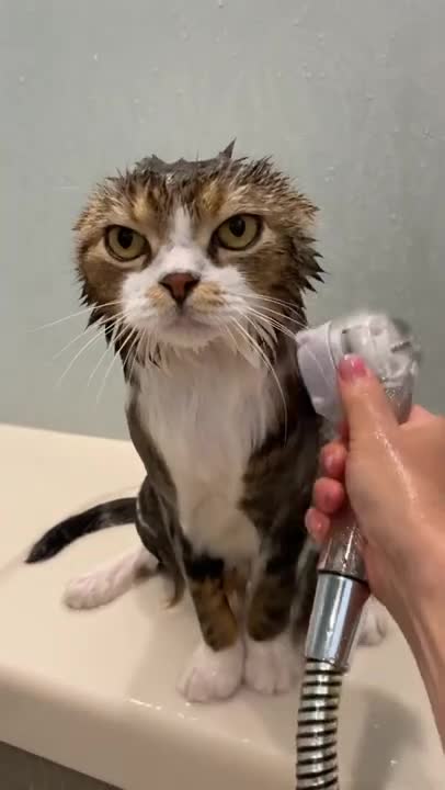 First bath for kitten Johnny and its loud meow