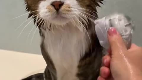 First bath for kitten Johnny and its loud meow