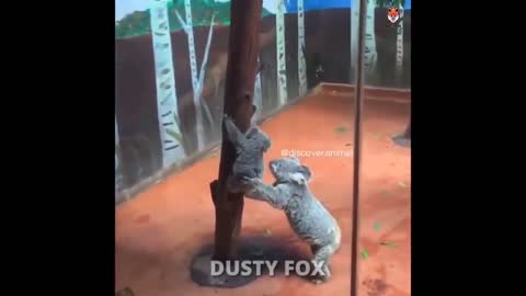 ANIMALS FUN DUB🤣🤣❌️ | MALAYALAM FUN DUB | MALAYALAM VINES | DUSTY FOX