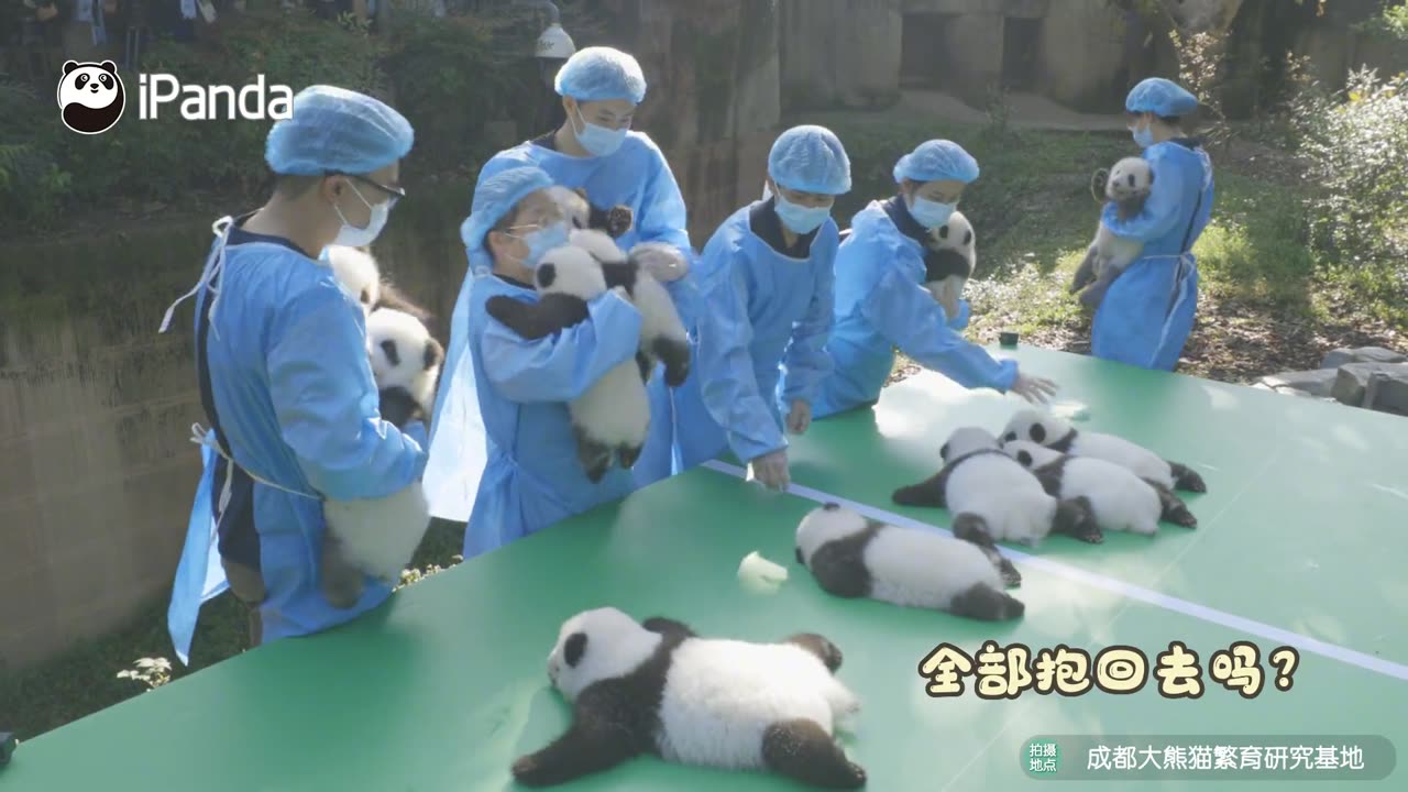 斧头山秋季团子大丰收，来了就有送！一人可以抱俩，不行就抱走三个吧！#宝藏熊猫饲养员 #熊猫一刻 #熊猫