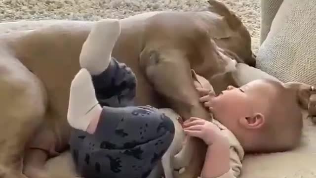 Cute baby and dogs