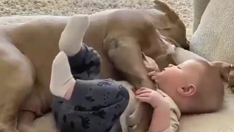 Cute baby and dogs