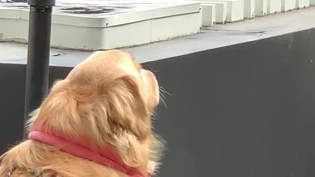 Adorable Retriever with Pink Ribbon