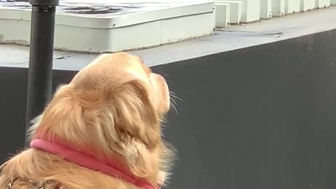 Adorable Retriever with Pink Ribbon