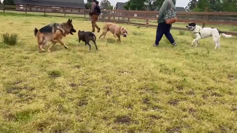 German Shepherd Attacks Pitbull [OFF LEASH DOG PARK] Part 1