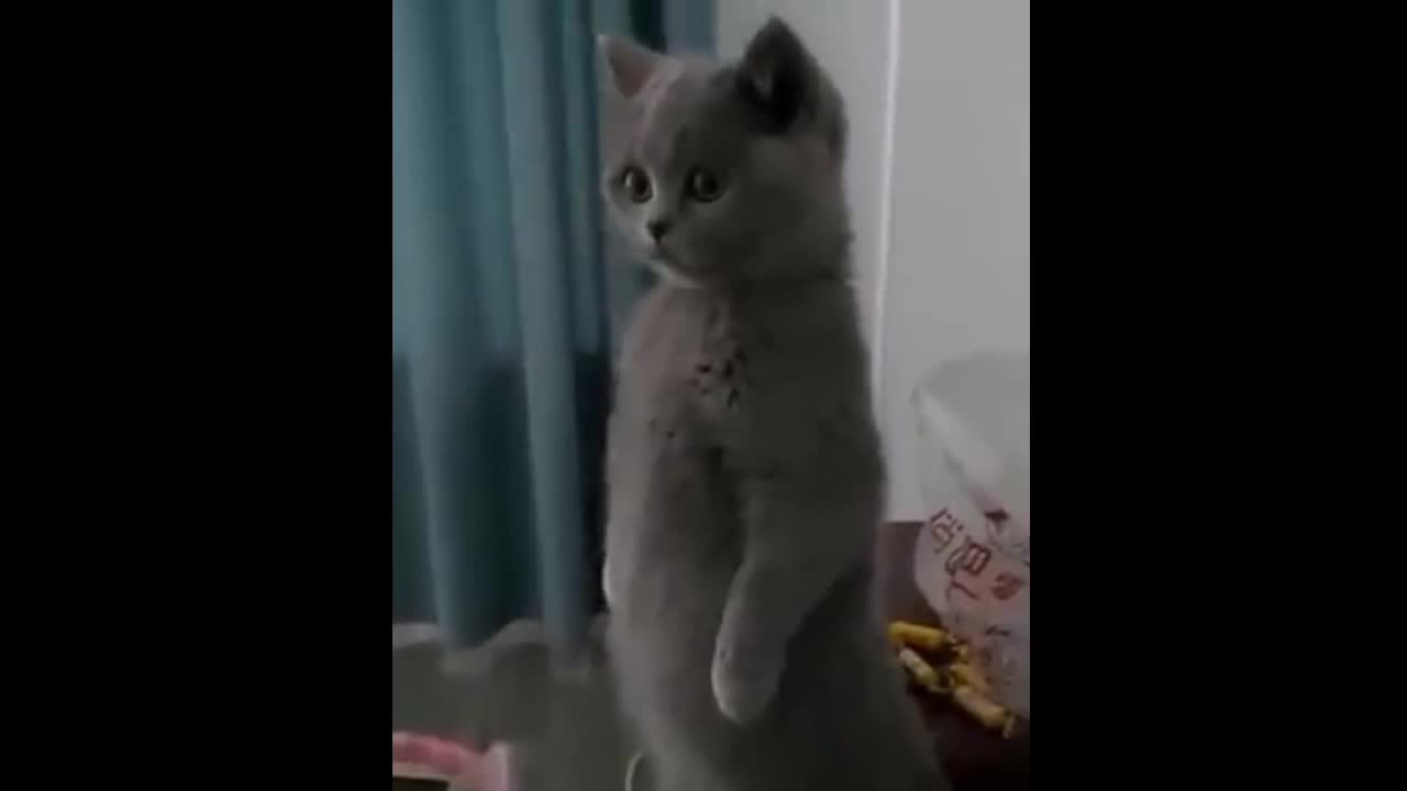 Funny Cat Reaction 😂