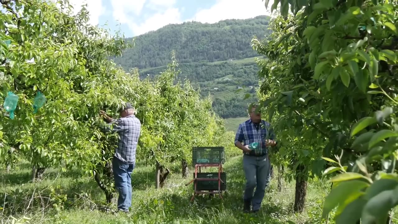 Awesome Pears Cultivation Technology - Pears Farming and Harvest - Pears Processing