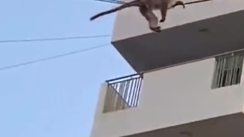 monkey walking through amazing building