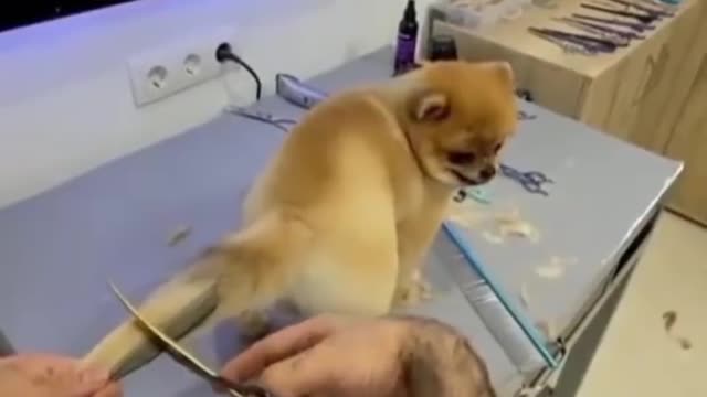 Puppy Tail cutting