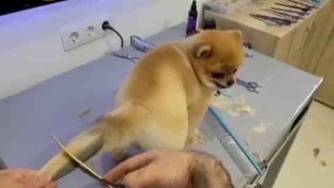 Puppy Tail cutting