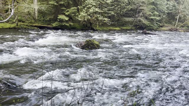 Beautiful Roaring Wild & Scenic Salmon River – Mount Hood – 4K