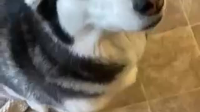 Guilty Husky tries to blame other 🐶 dog