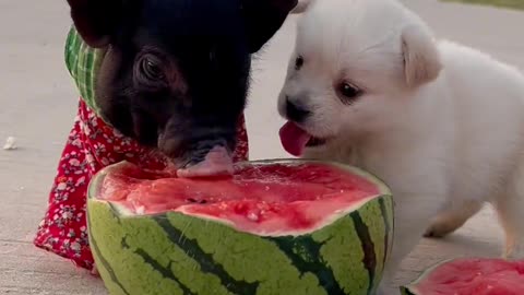 Dog: Don't rob me of my watermelon, dogs and pet pigs