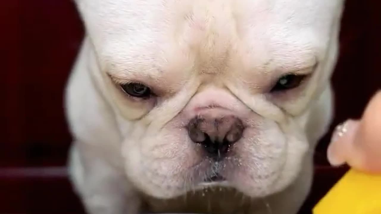 Dog Reviews Food With Brother | Tucker Taste Test