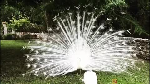 Peacock of amazing white color