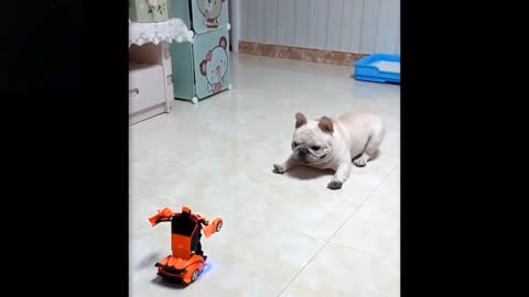 How cute dog's playing with toys car