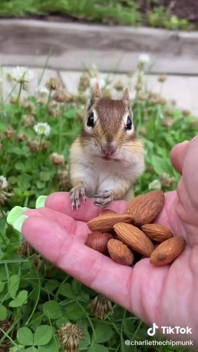 Amazing funny vedio pets squirrel