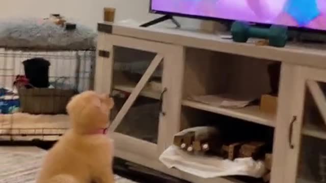 Funny and Cute compilation | Cute compilation. #shorts