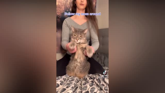 Funny and Beautiful Cats #11