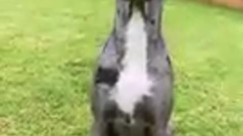 Cachorro engraçado 🤣🤣