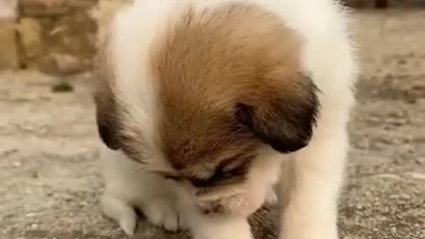 Cute puppy who wants to sleep