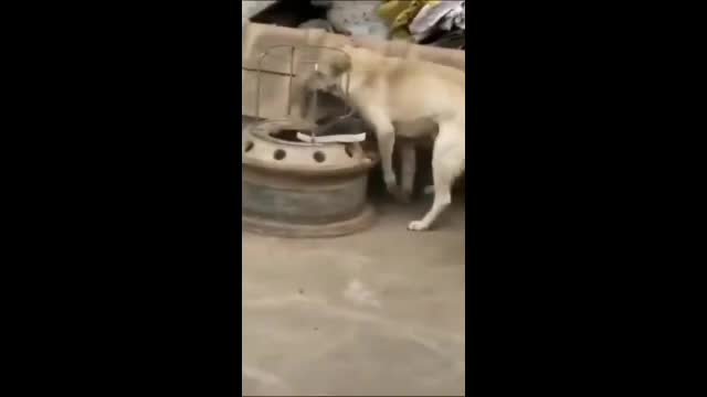 New funny dog V's chicken 🐓 Funny video 🤣🤣🤣🐕🐓🐓