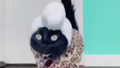 Black cat fashion shows