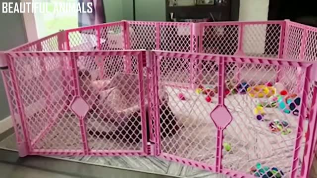 Baby and her kitten playing catch. Very cute! Part - IX.