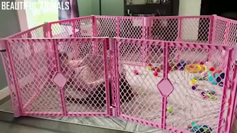 Baby and her kitten playing catch. Very cute! Part - IX.
