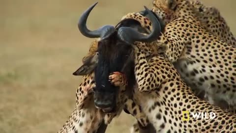 Animal planet