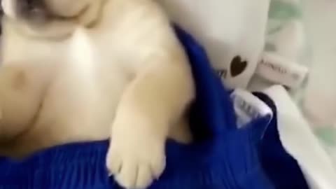 Puppy Sleeping Wearing... - UrPetsHouse