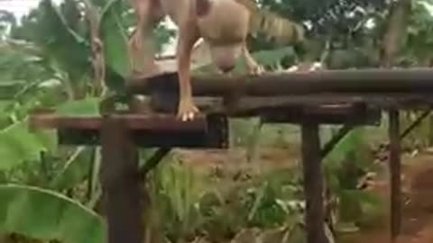 American dog training videos