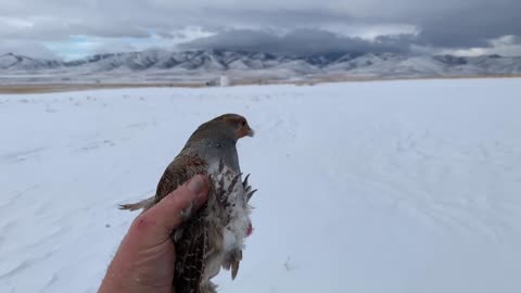 Partridge pulled from hiding