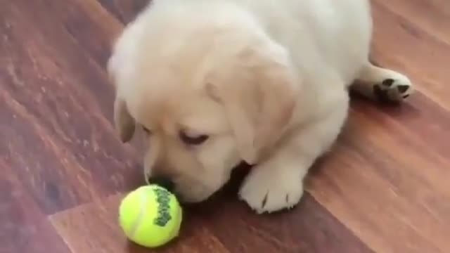 The puppy looks at the baseball, it seems to cherish it