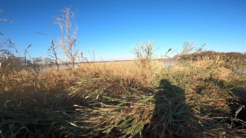 Reelfoot Lake 1/29/2022