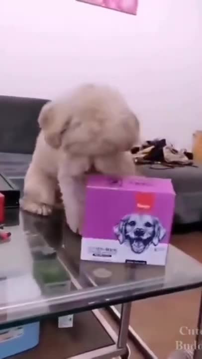 You will laugh at all the DOGS 🤣 Funny DOG Videos i will keep it safe