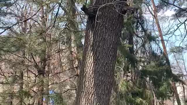 Squirrels run after each other on wood.