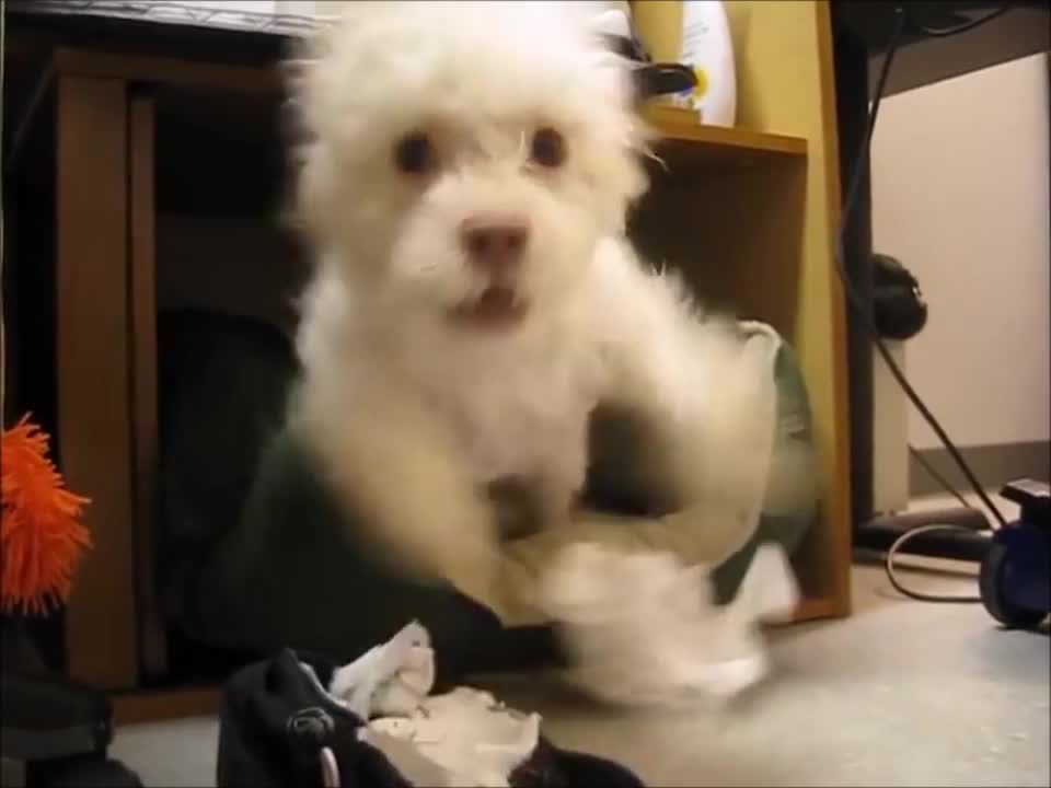 Funny dog gets caught eating toilet Paper and attacks camera