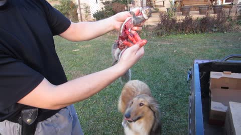 Squirrel Cleaning