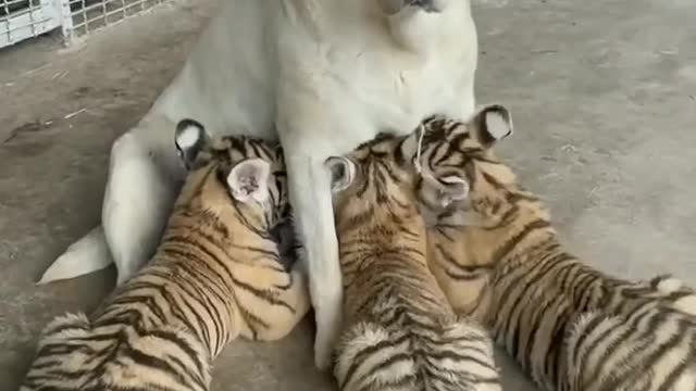 Cute dog and tigers