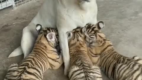 Cute dog and tigers