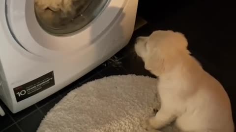 The dog watches the washing machine at work