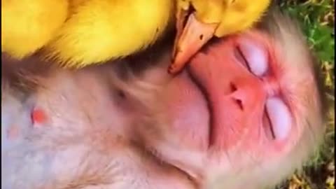 Cute animal Monkey and duck