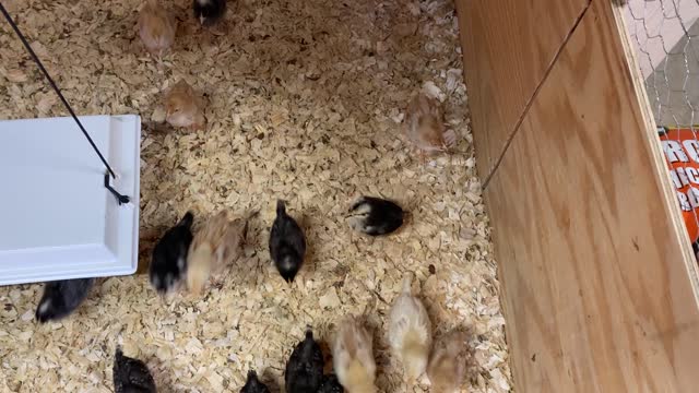 Two week old chicks #2