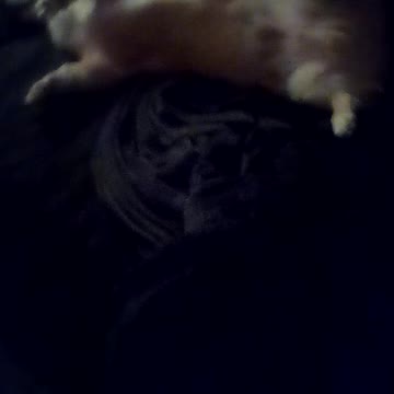 Corgi caught me seeking up on him