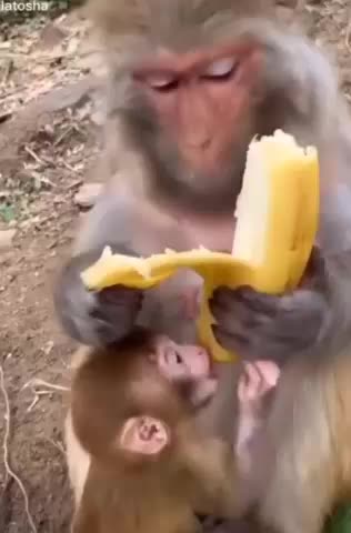 monkey VERY HAPPY 2022 USA