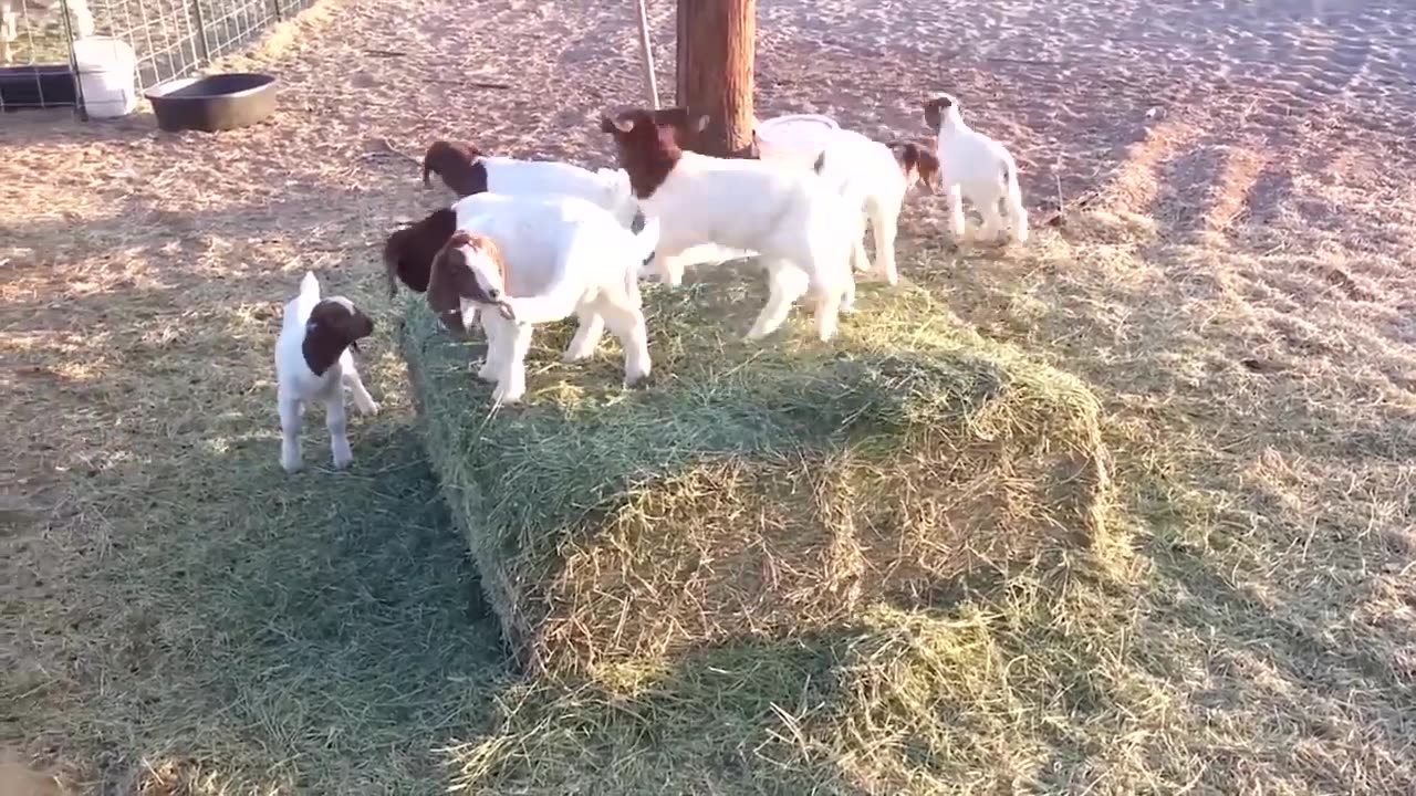 Goat kid to baby play.